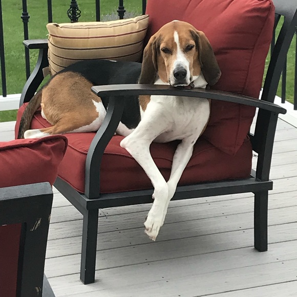 Treeing walker coonhound explained - Picture 6 of 15